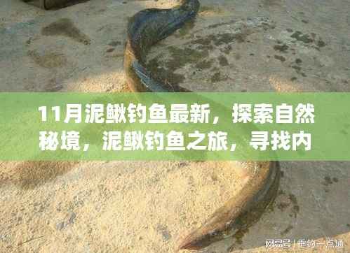 探索自然秘境，泥鳅钓鱼之旅，探寻内心的宁静与钓鱼之乐（最新泥鳅钓鱼指南）