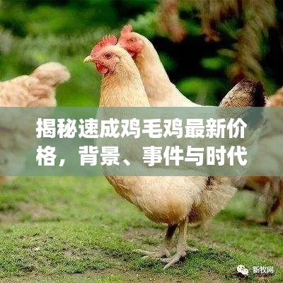 揭秘速成鸡毛鸡最新价格,背景、事件与时代地位分析