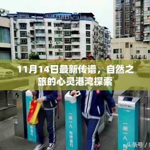 11月14日最新传谱，自然之旅的心灵港湾探索