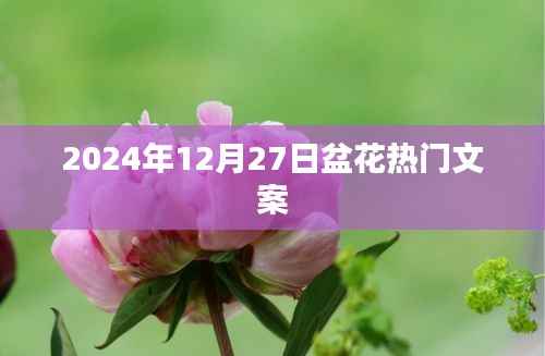 盆花热潮来袭,2024年12月27日精选文案