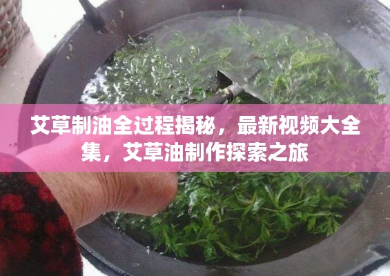 艾草制油全过程揭秘，最新视频大全集，艾草油制作探索之旅