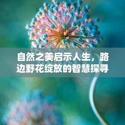 自然之美启示人生，路边野花绽放的智慧探寻