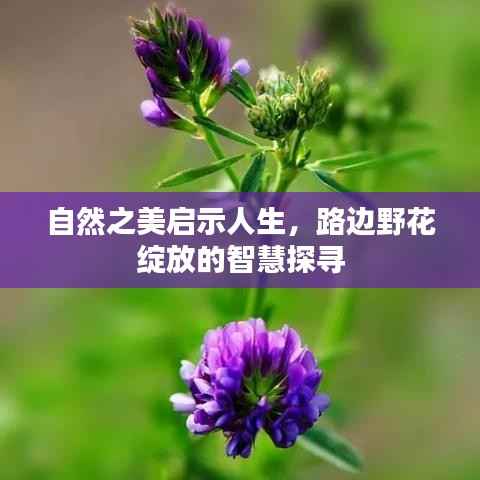 自然之美启示人生,路边野花绽放的智慧探寻