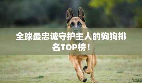 全球最忠诚守护主人的狗狗排名TOP榜！