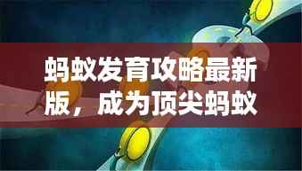 蚂蚁发育攻略最新版,成为顶尖蚂蚁领袖之路