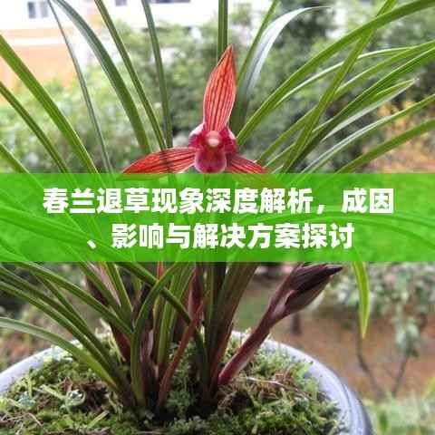 春兰退草现象深度解析,成因、影响与解决方案探讨